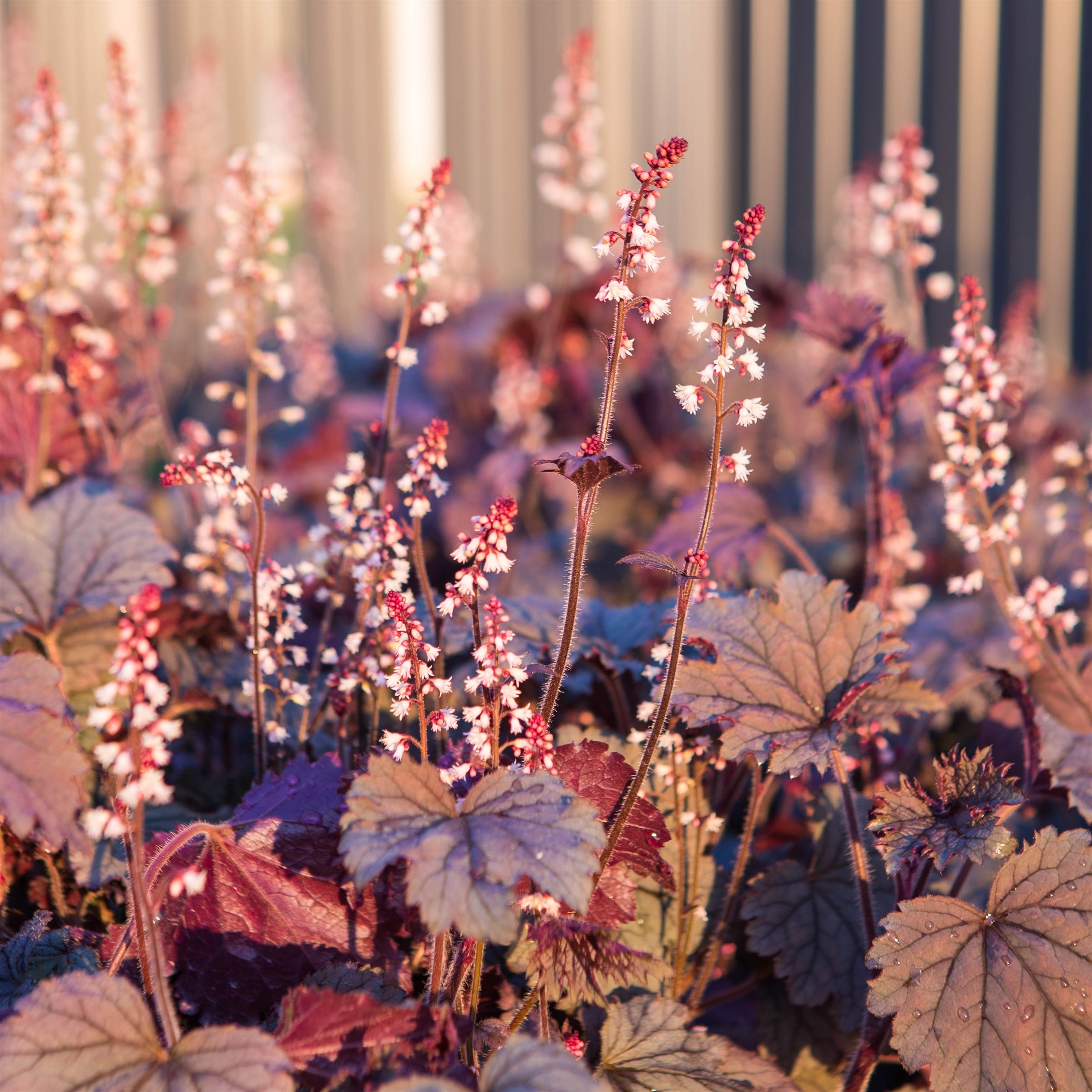 Heuchera View